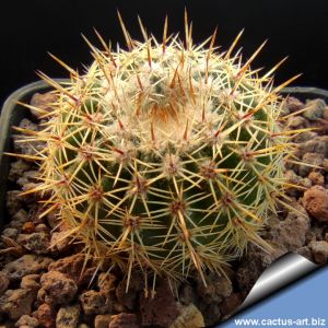 Notocactus mueller-melchersii