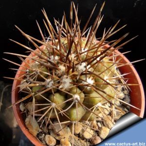 Copiapoa intermedia