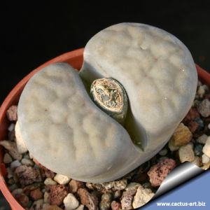 Lithops schwantesii v. urikosensis C083 Near Bethanien, Namibia