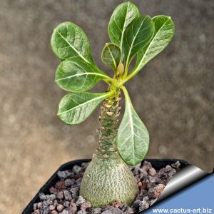 Adenium socotranum