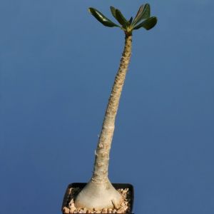Adenium socotranum