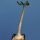 Adenium socotranum