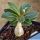 Adenium socotranum