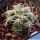 Gymnocalycium baldianum P127 Sierra Ancasti over 900m, Catamarca, Argentina