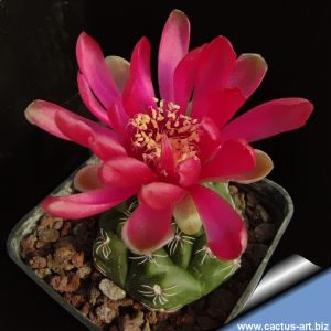 Gymnocalycium baldianum P127 Sierra Ancasti over 900m, Catamarca, Argentina