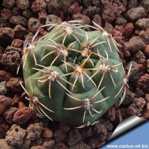 Gymnocalycium baldianum P127 Sierra Ancasti over 900m, Catamarca, Argentina