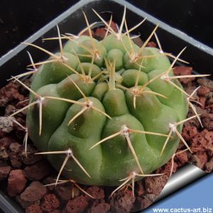 Gymnocalycium andreae