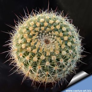 Notocactus floricomus