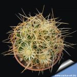 Mammillaria camptotricha f. nidus (long curled spines)