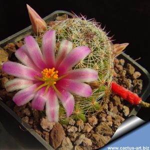 Mammillaria matudae forma (ex PP)