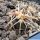 Gymnocalycium spegazzinii var. punillense ex Paolo Drovandi