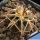 Gymnocalycium spegazzinii var. punillense ex Paolo Drovandi