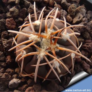 Gymnocalycium spegazzinii var. punillense ex Paolo Drovandi