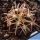 Gymnocalycium spegazzinii var. punillense ex Paolo Drovandi
