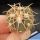 Gymnocalycium spegazzinii var. punillense ex Paolo Drovandi