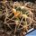 Gymnocalycium spegazzinii var. punillense ex Paolo Drovandi