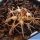 Gymnocalycium spegazzinii var. punillense ex Paolo Drovandi