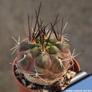 Weingartia westii v. lecoriensis KAS683.3 Padcoyo, Bolivia, 3366 m
