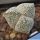 Astrophytum myriostigma cv. ONZUKA "tricostatum" (mixed designs)