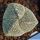 Astrophytum myriostigma cv. ONZUKA "tricostatum" (mixed designs)