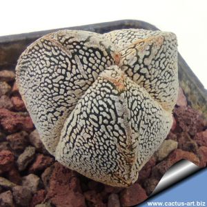 Astrophytum myriostigma cv. ONZUKA "tricostatum" (mixed designs)