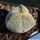 Astrophytum myriostigma cv. ONZUKA "tricostatum" (mixed designs)