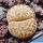 Lithops bromfieldii v. glaudinae C393 (YELLOW OCHER SELECTION) 70km NW of Griquatown, South Africa