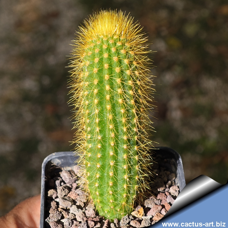 Weberbauerocereus Johnsonii, Columnar Cacti Outdoor Garden Cactus Seed 20 SEEDS - Foto 4