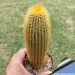 Weberbauerocereus johnsonii