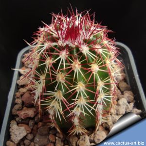 Echinocereus viridiflorus v. cylindricus SB352 Lincoln County, New Mexico, USA
