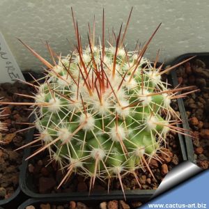 Mammillaria sonorensis REP563 Guirocoba, Sonora, Mexico