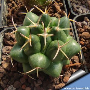 Coryphantha maiz-tablasensis KPP1871 Las Tablas, the hill, San Luis Potosi, Mexico