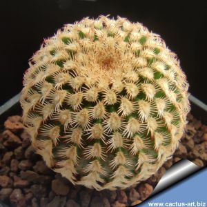 Echinocereus reichenbachii v. minor JR (miniature form)