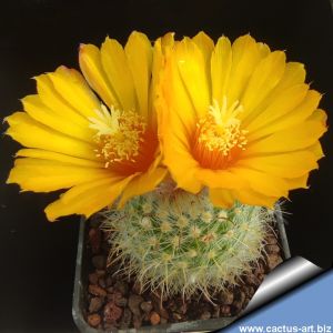 Parodia mutabilis v. feroquinea