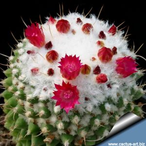 Mammillaria polythele cv. TOLUCA (M. polythele f.inermis cv. STACHELLOS)
