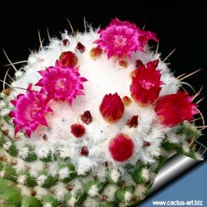 Mammillaria polythele cv. TOLUCA (M. polythele f.inermis cv. STACHELLOS)