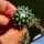 Mammillaria polythele cv. TOLUCA (M. polythele f.inermis cv. STACHELLOS)