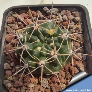 Gymnocalycium platense v. ventanicola P94 Abra de la Ventana, Buenos Aires, Argentina, altitude 400-500m