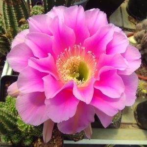 Echinopsis hybrid cv. AN 2601/3