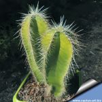 Isolatocereus dumortieri (Stenocereus dumortieri)
