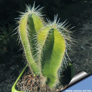 Isolatocereus dumortieri (Stenocereus dumortieri)