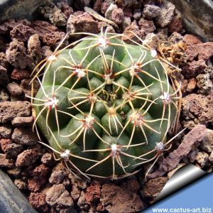 Gymnocalycium campestre KA16/24 Copacabana - Capilla de Monte, Cord.