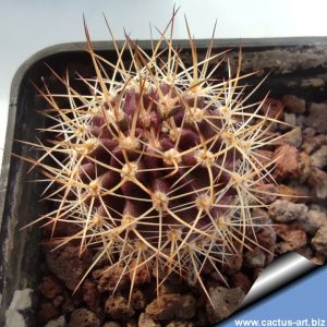 Eriosyce (neoporteria) curvispina v. descendens