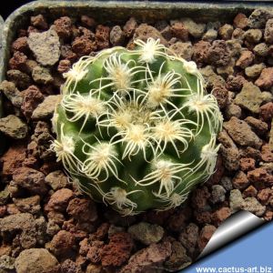 Gymnocalycium intermedium