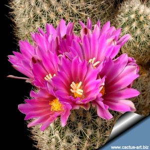 Gymnocactus beguinii v. senilis RS362 Arteaga, Coahuila, Mexico