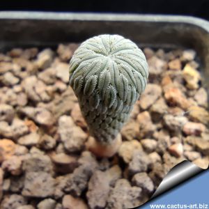 Pelecyphora aselliformis LH 1024 Moctezuma, SLP