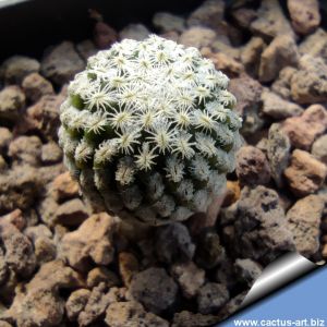 Encephalocarpus strobiliformis LH926 Mexicó : Zacatecas (Concepcion del Oro)