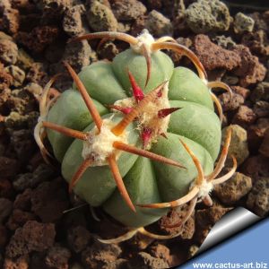 Echinocactus horizonthalonius RC95 El Casco, Durante, Mexico