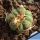 Echinocactus horizonthalonius RC95 El Casco, Durante, Mexico