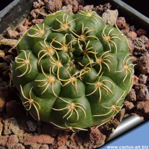 Gymnocalycium schreiteri (ex Bertz)